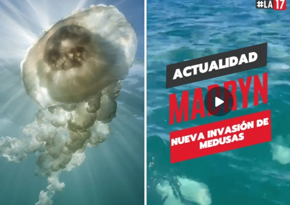 Nuevamente medusas en Puerto Madryn