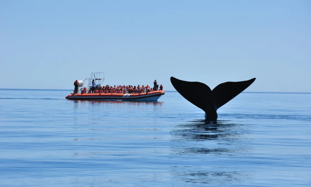 Avistaje de Ballenas
