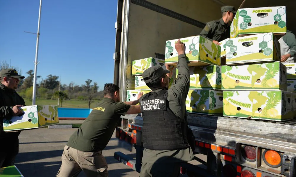 Gendarmería halló más de 400 kilos de cocaína ocultos en un cargamento de bananas