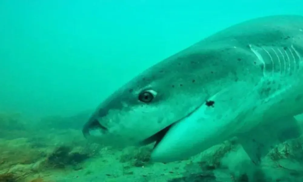 Un tiburón gatopardo recorrió 1700 kilómetros CONICET