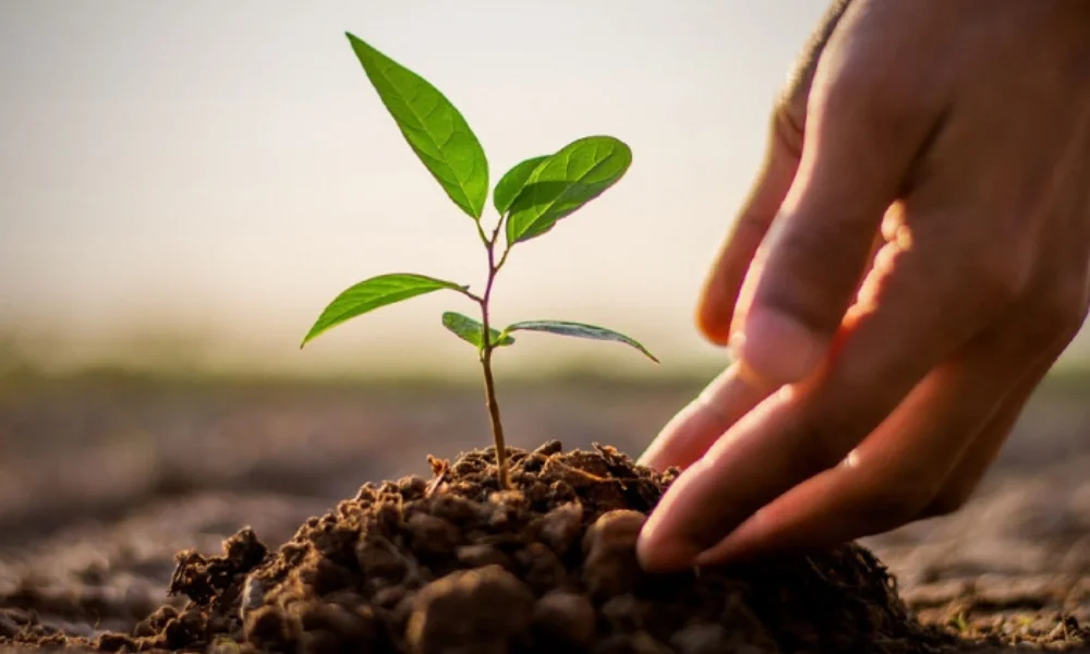 Plantando un árbol imagen ilustrativa