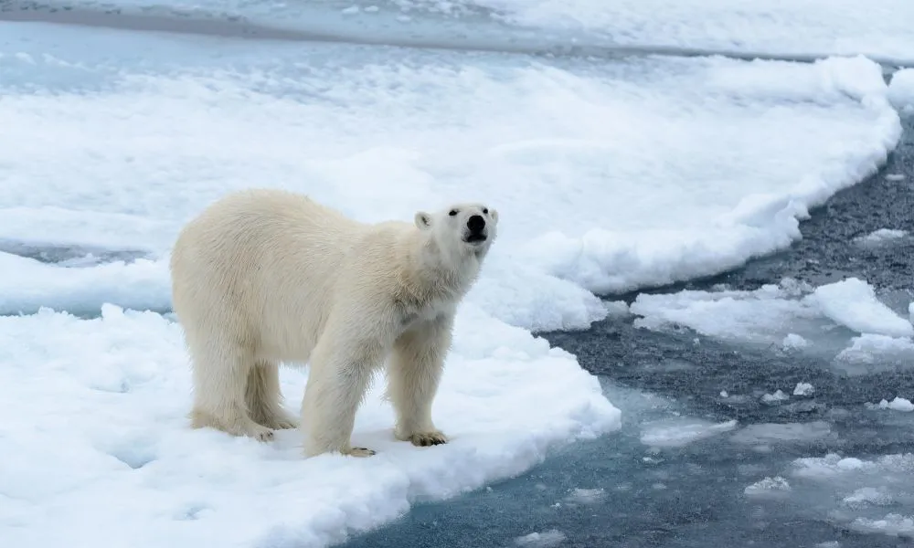 Oso Polar. Foto Freepik