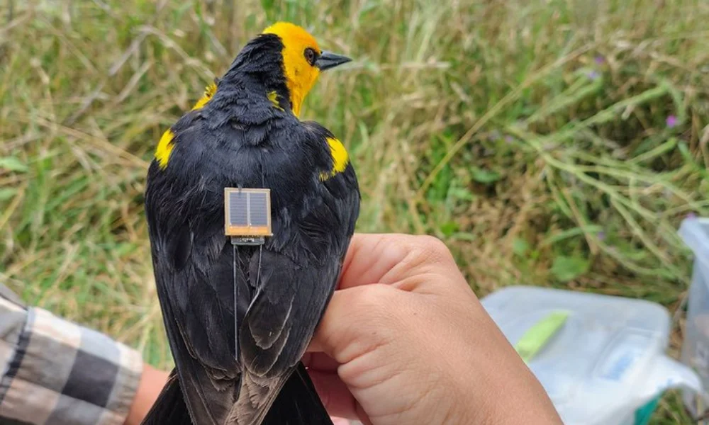 La intervención apunta a seguir sus movimientos con precisión.