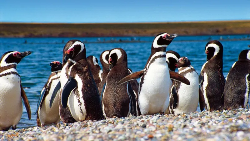 Pingüinos en Punta Tombo