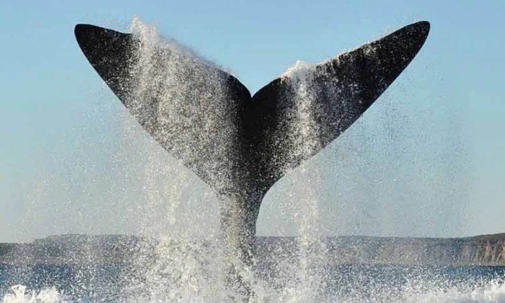 Ballena 2026 foto Secretaria de Turismo Madryn