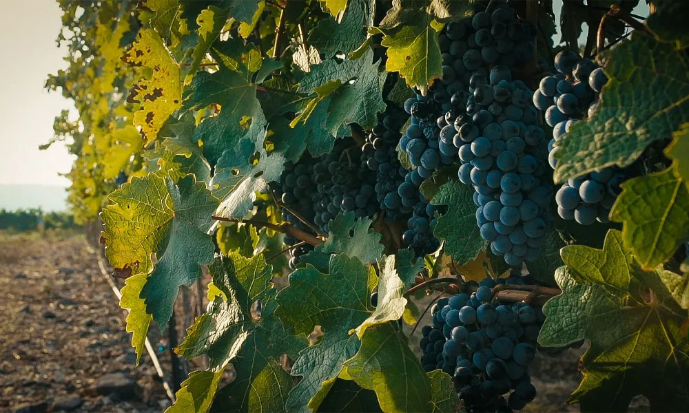 Vitivinicultura