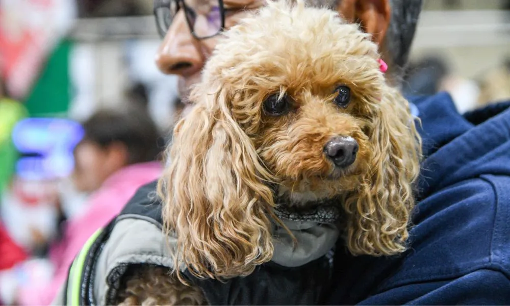 castraciones y vacunación