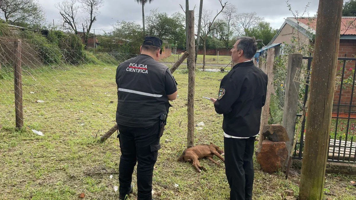 Un perro murió electrocutado en Posadas. Foto Prensa Policía de Misiones