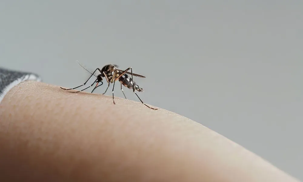 Mosquito del dengue