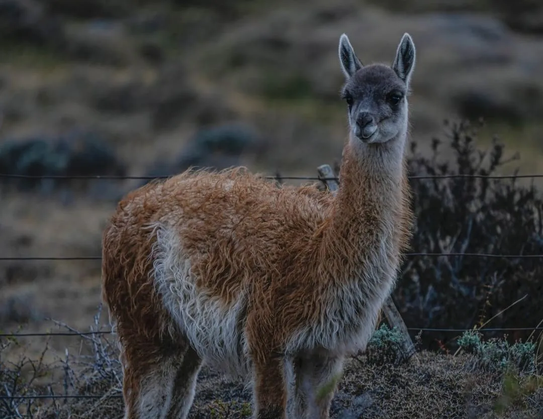 guanaco