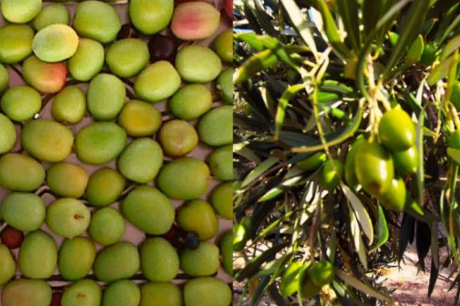 talleres sobre el cultivo del olivo