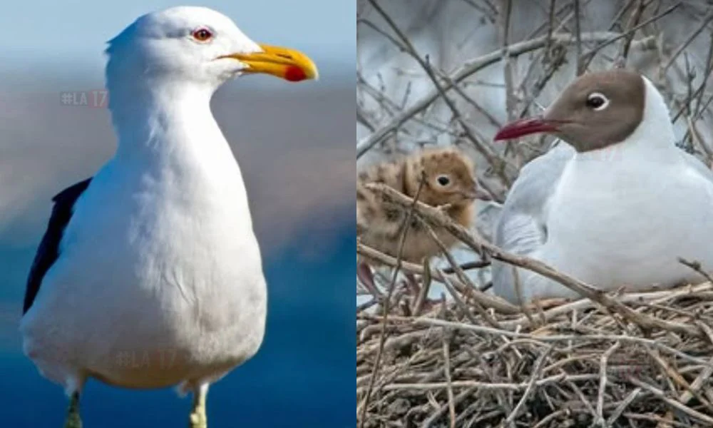 La gaviota cocinera y el gaviotín @Tinchobrogger y @esmoris.agustin