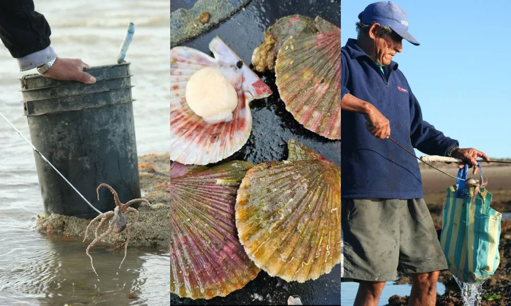 Ciencia y pesca artesanal se articulan en Península Valdés