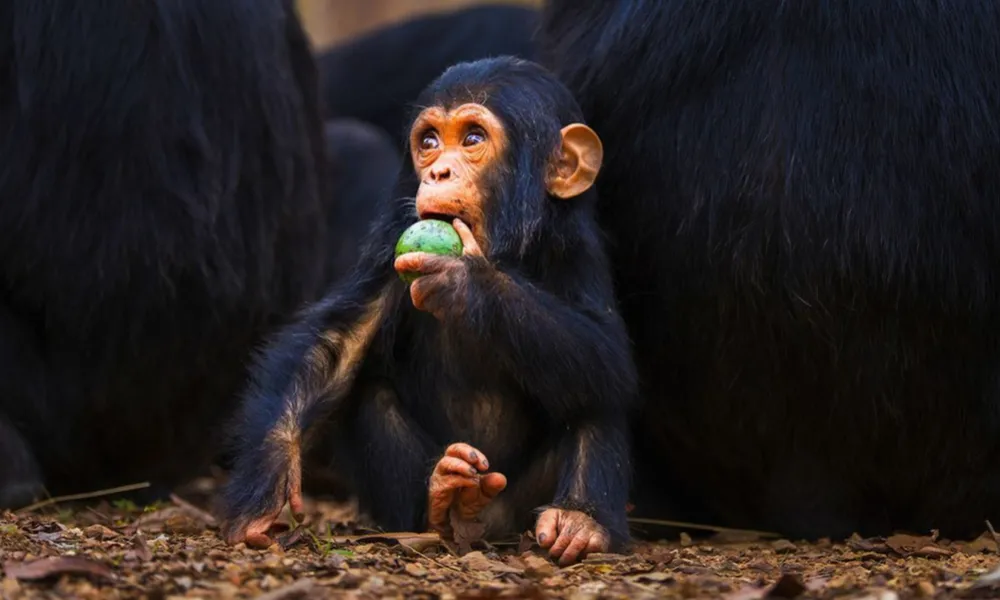 Revertir vejez en primates