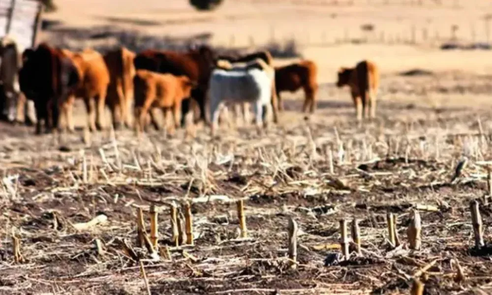 Sequía en Río Negro