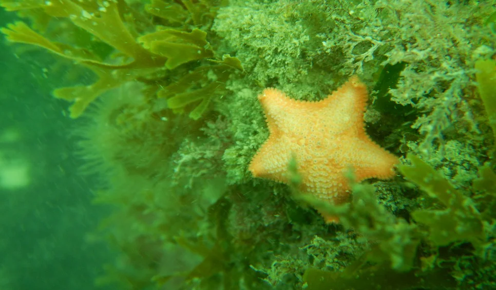 La especie estudiada vive a lo largo de la costa patagónica y también en parte de Chile.