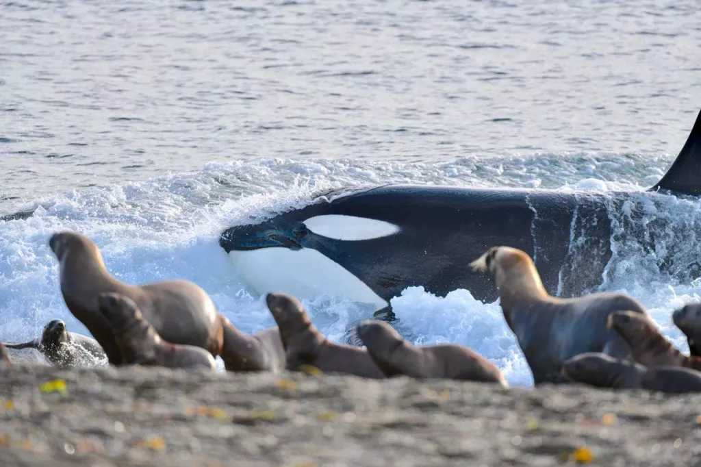 CUÁNDO COMIENZA LA TEMPORADA DE ORCAS