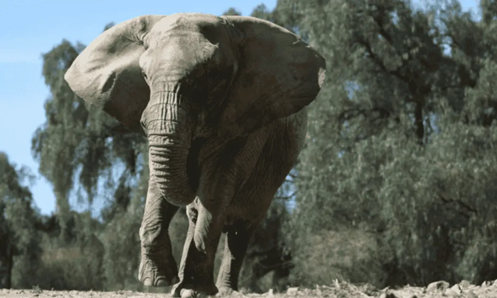 Elefante