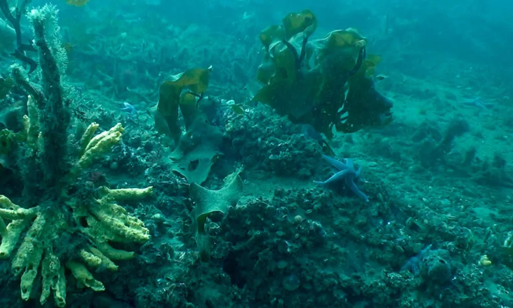 Ecosistema marino