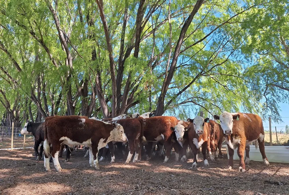 fiesta del novillito 09_11zon