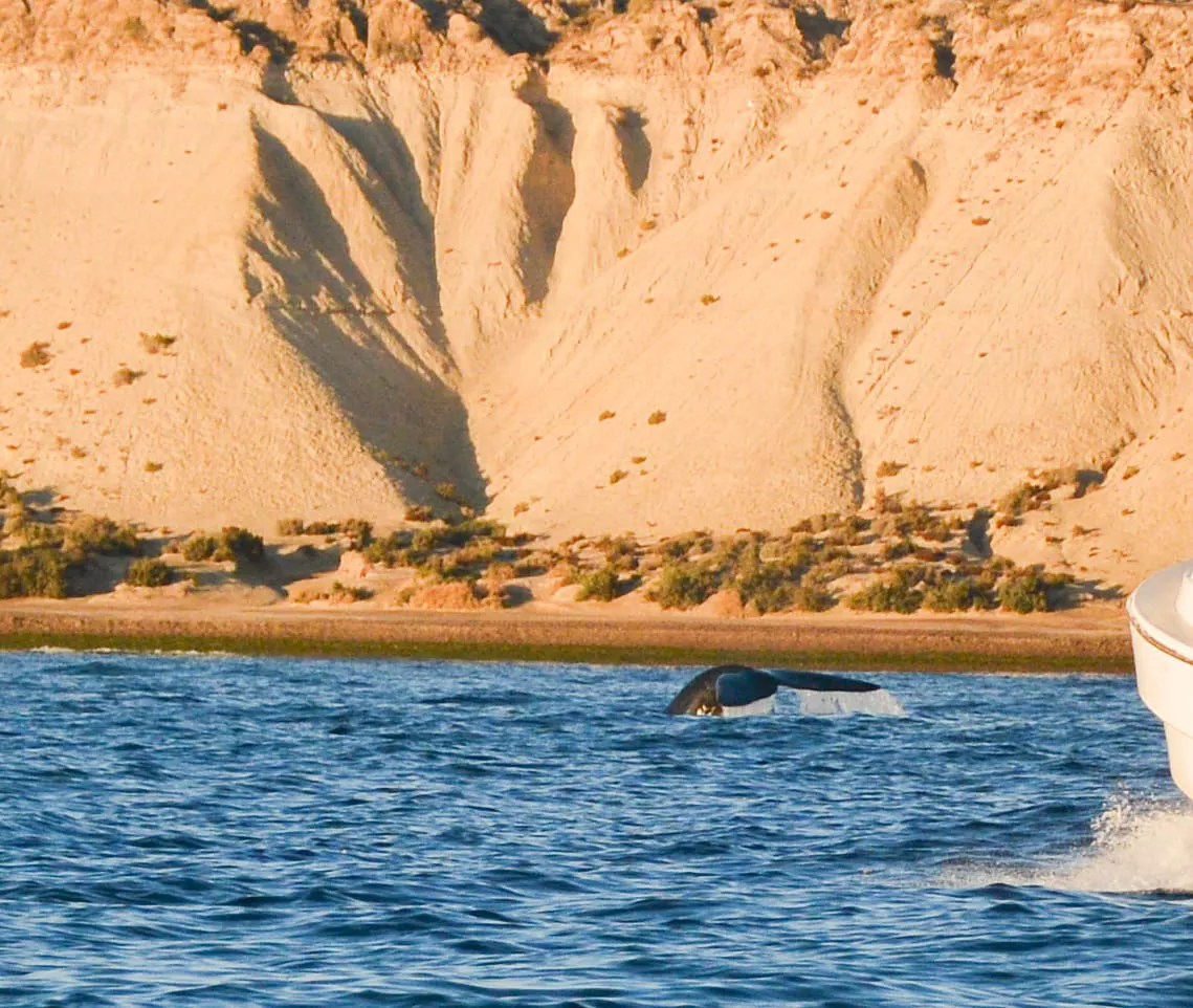 primera ballena