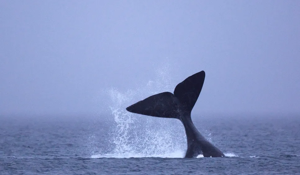 ballena salvaje