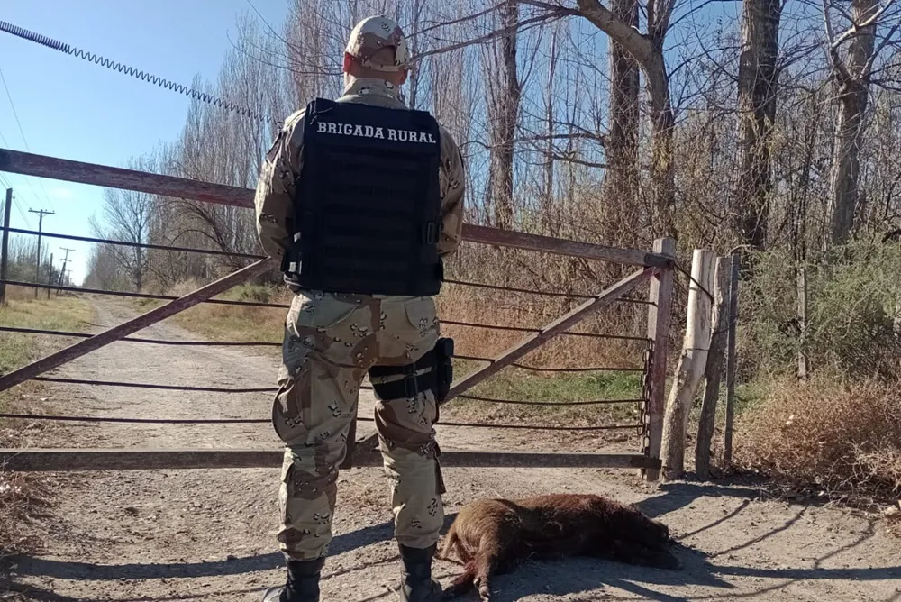 Hombre cazaba jabalíes con perros en una zona no permitida