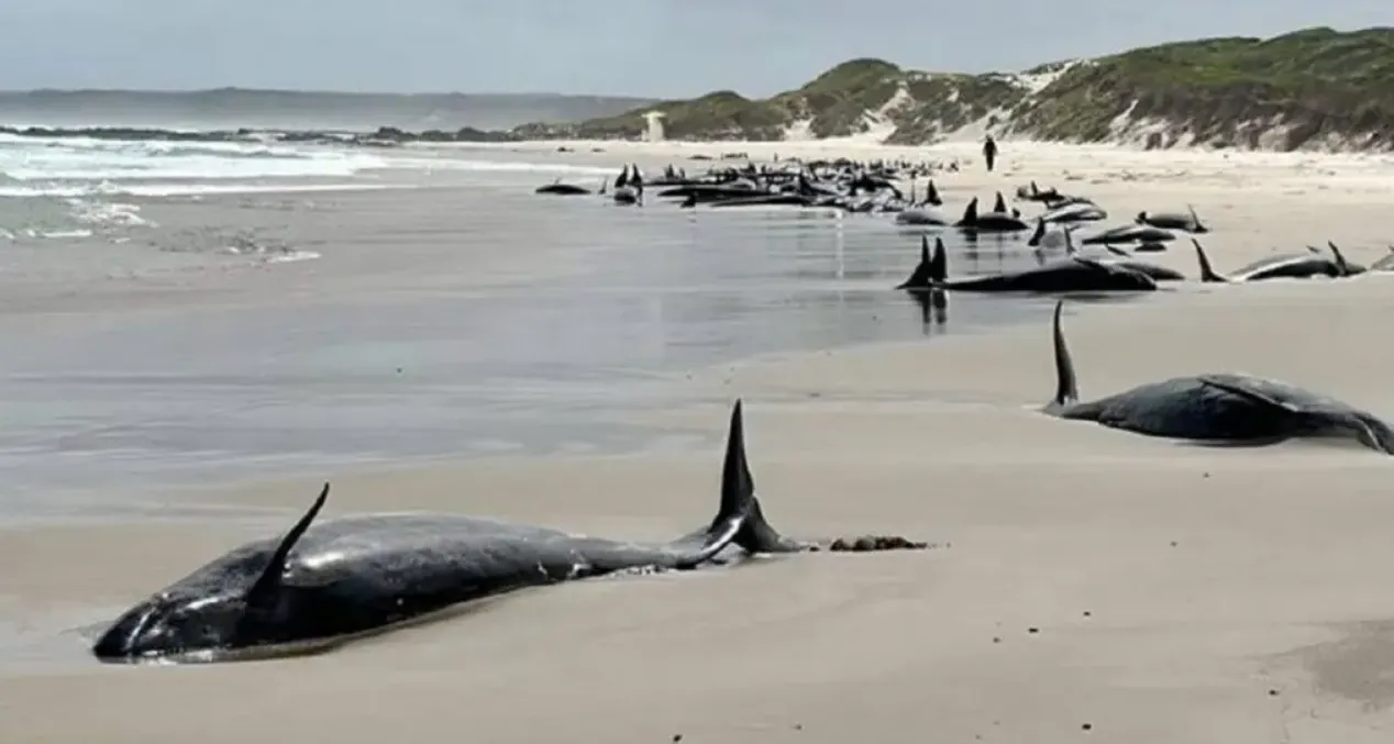 ballenas muertas
