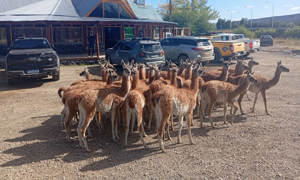 Guanacos en Santa Cruz