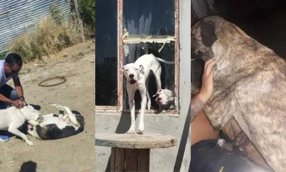Animales en Comodoro Rivadavia