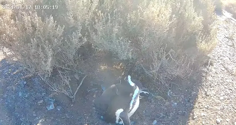Monitorean pingüinos las 24 horas en vivo