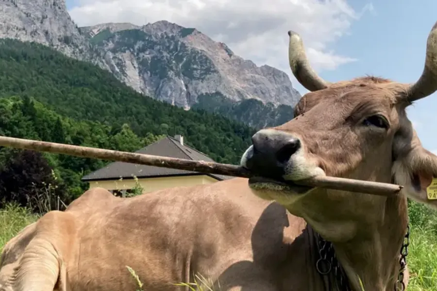 La vaca Veronika