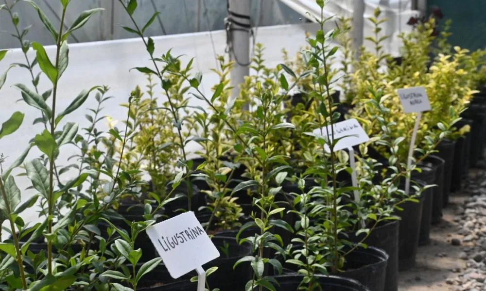 Vivero Municipal de Puerto Madryn