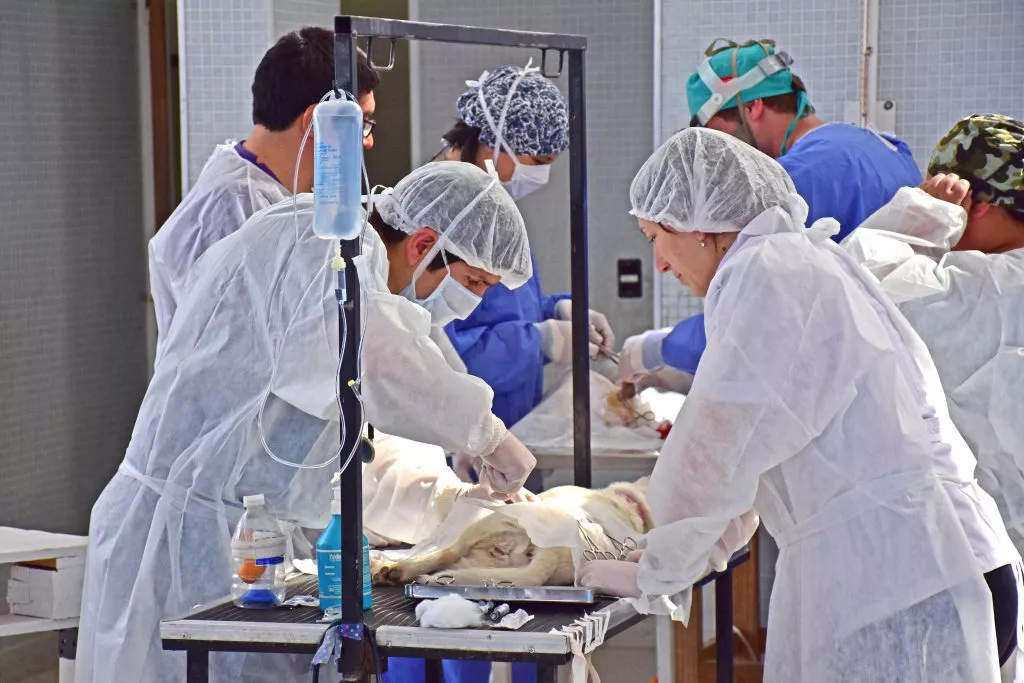 CUÁNDO Y DÓNDE SERÁ LA CAMPAÑA GRATUITA DE CASTRACIÓN