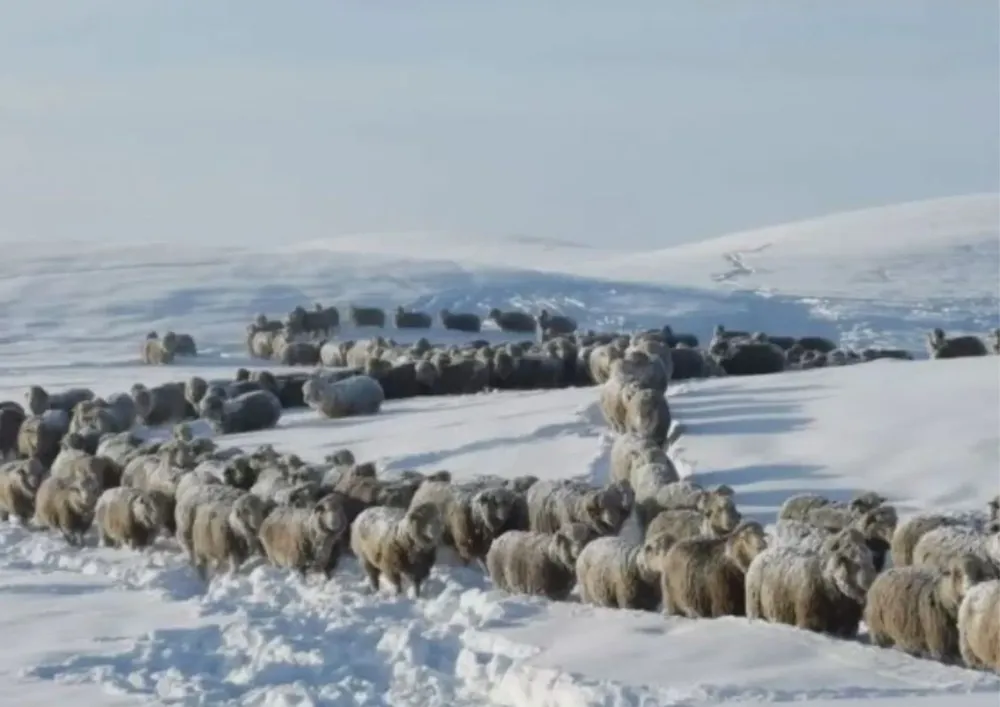Ganado ovino en Santa Cruz afectado por la nevada