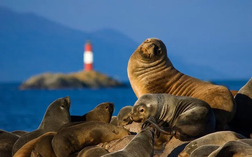 Sea Lions of Tierra del Fuego