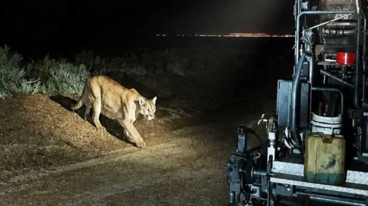 puma de bengala