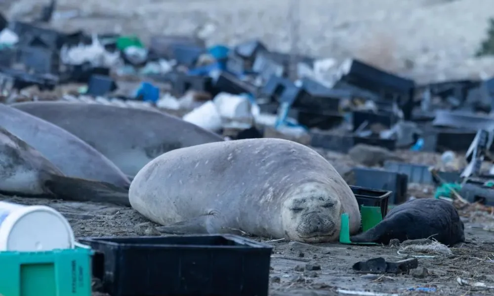 La marea del consumo
