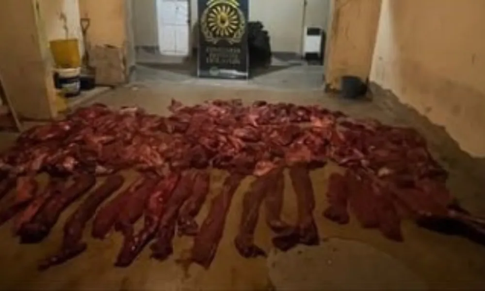 Carne Guanaco