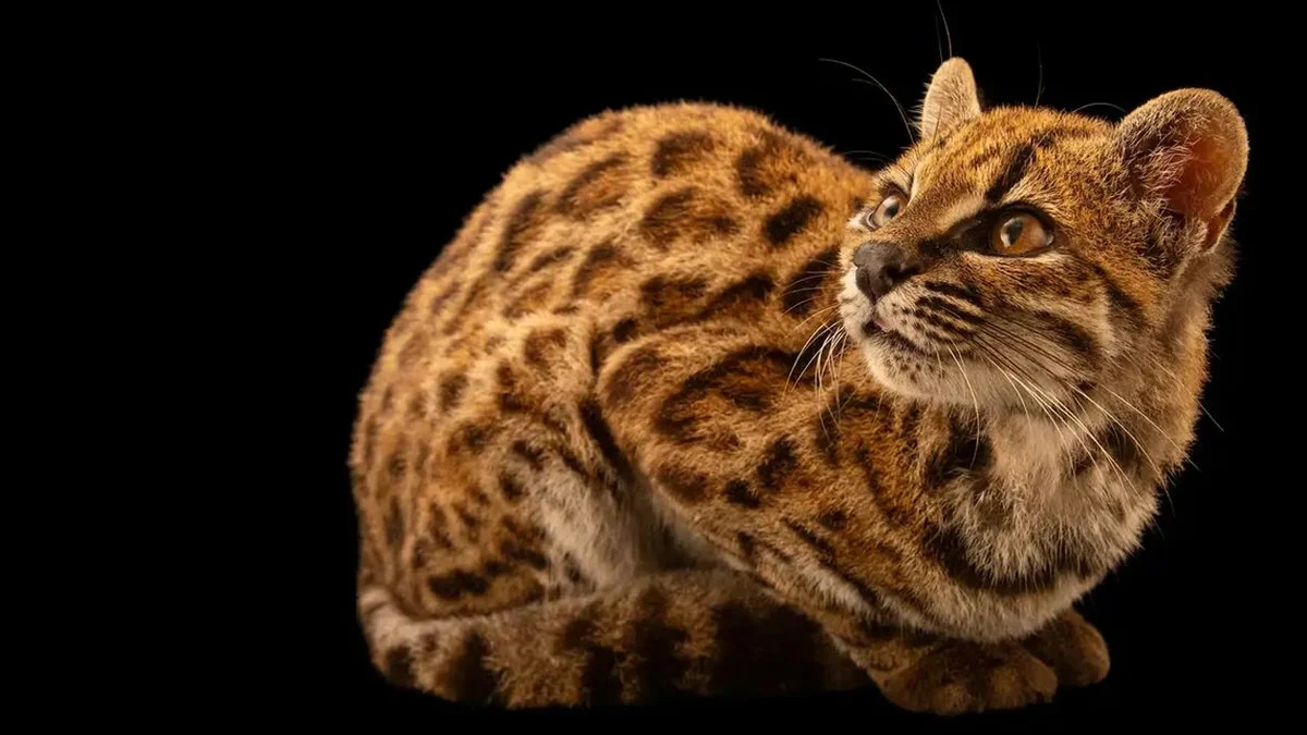 Nuevo felino (Popular)