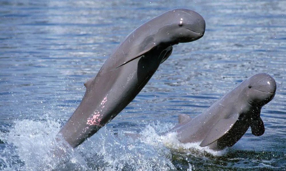 Delfines de río