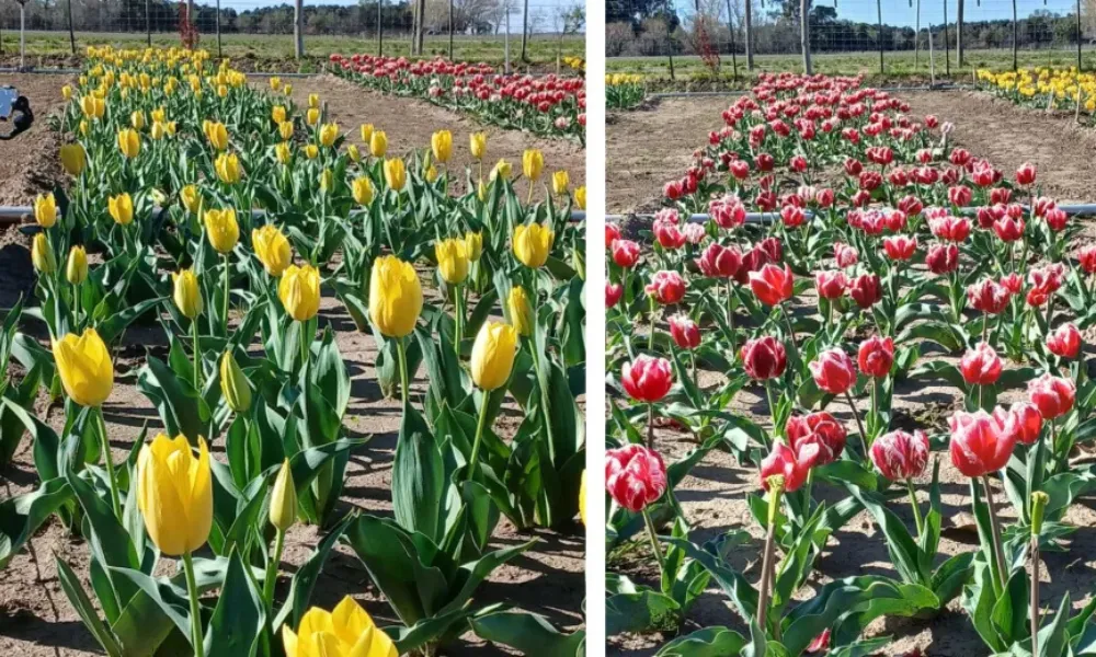 Tulipanes