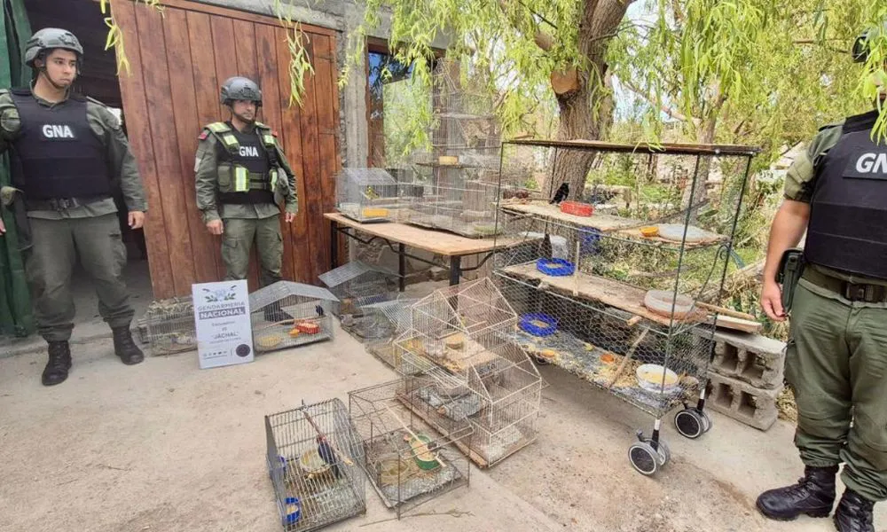 Rescatan 14 aves en cautiverio