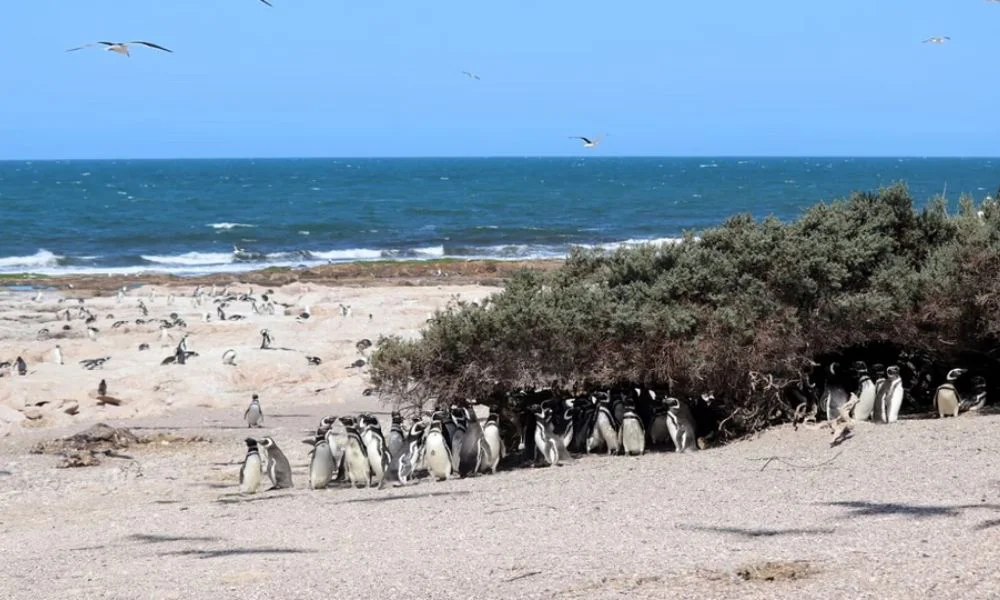 Los pingüinos de Magallanes en Río Negro foto Noticias Argentinas