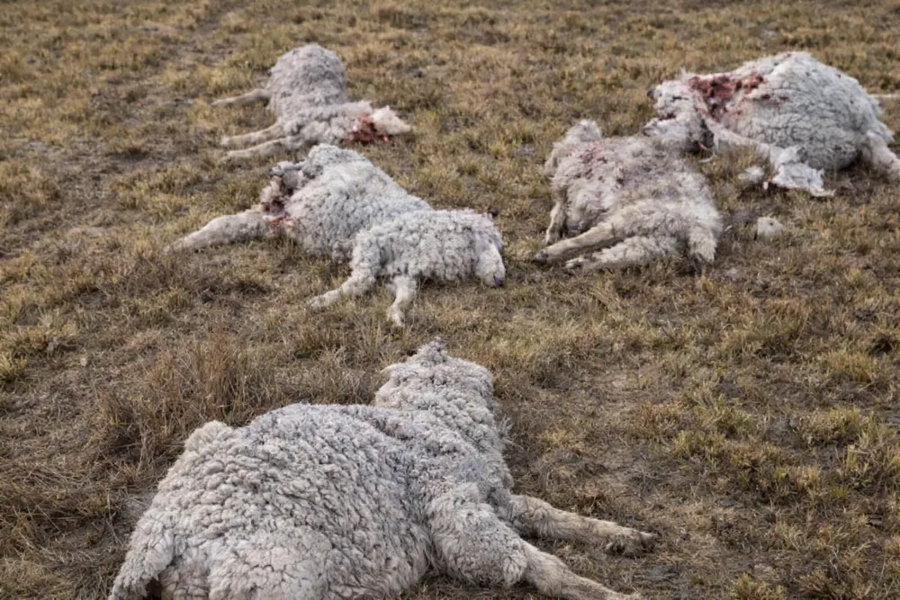 ovejas atacadas
