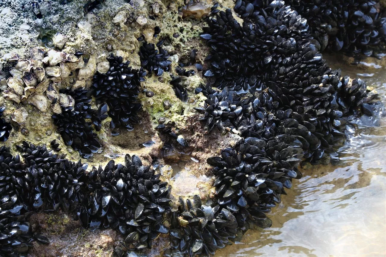 Mejillines del Golfo Nuevo est谩n desapareciendo