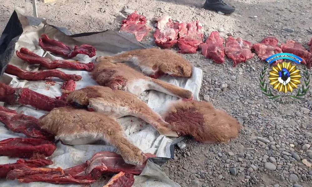 Decomisan más de 30 piezas de carne faenada