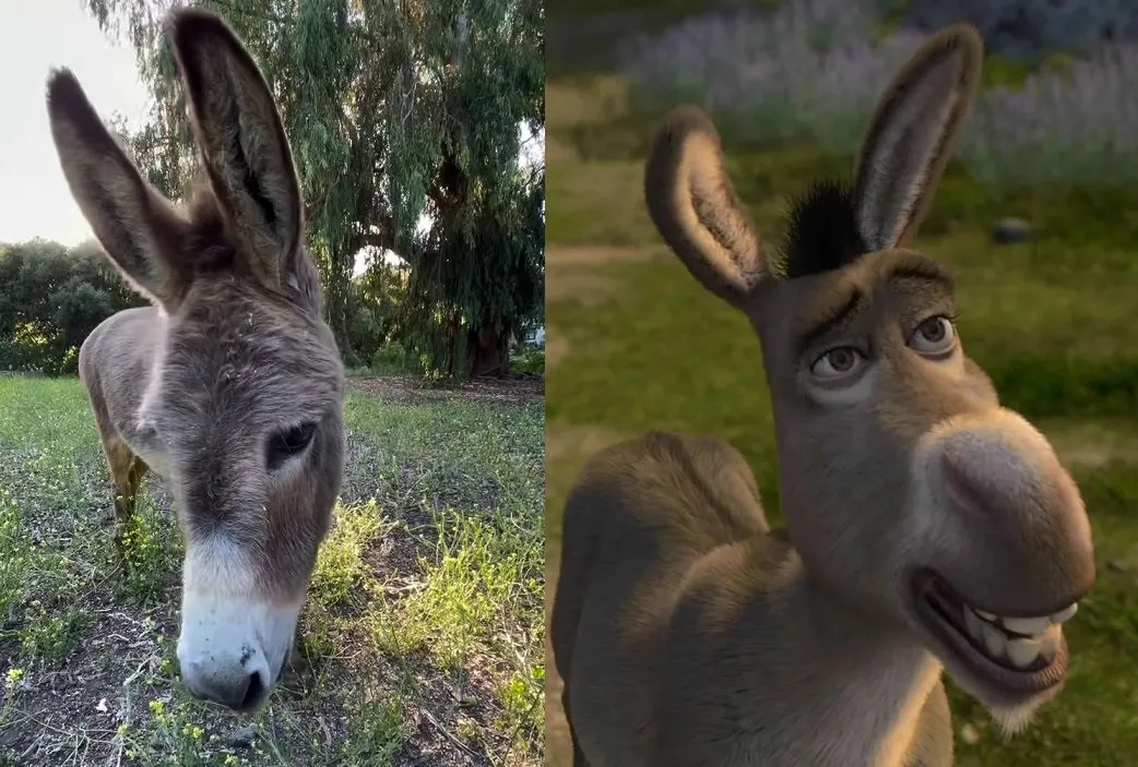 burro