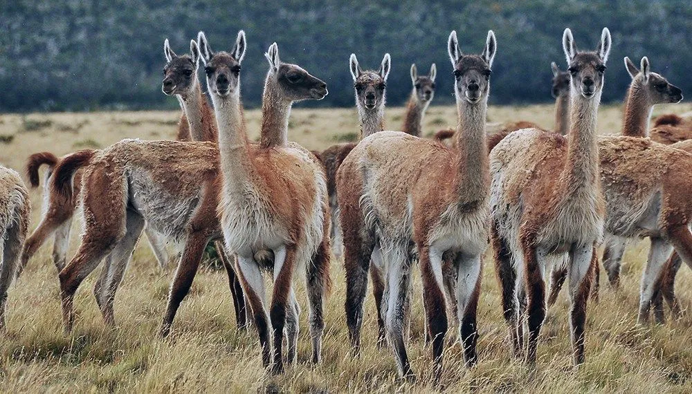 Guanaco sudamericano