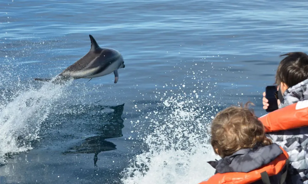 avistaje de delfines